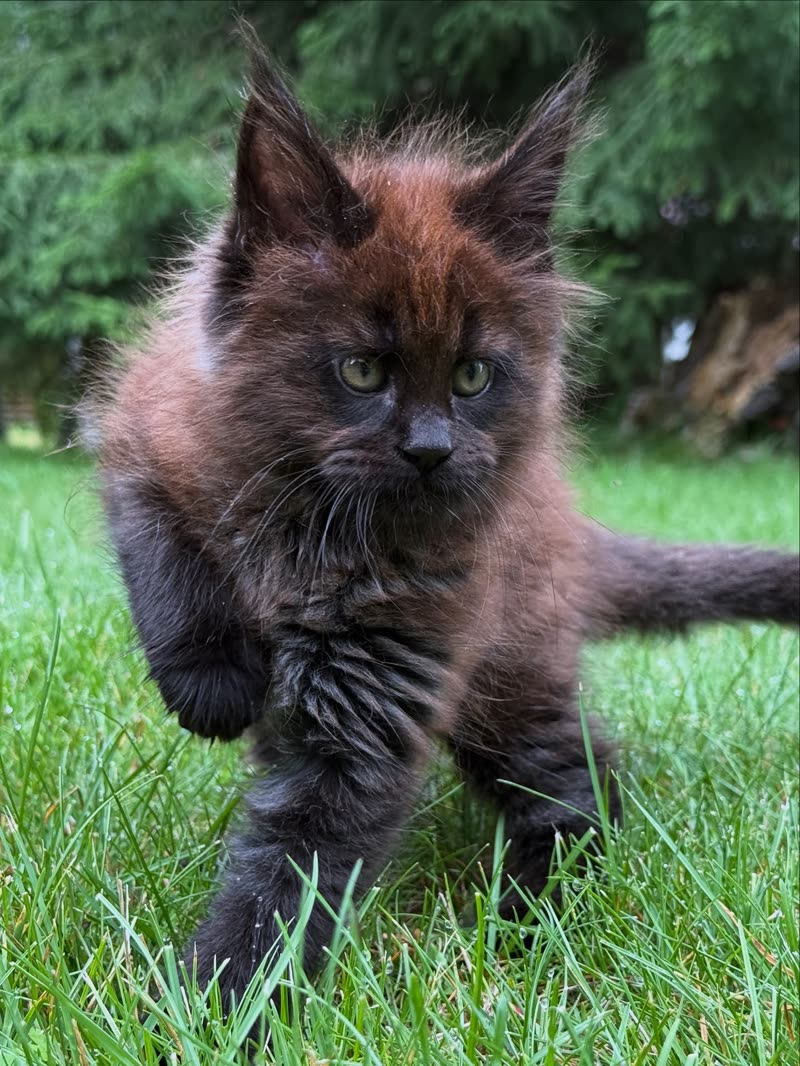 A black smoke Maine Coon kitten from Kats Kits walking on the grass in its new home