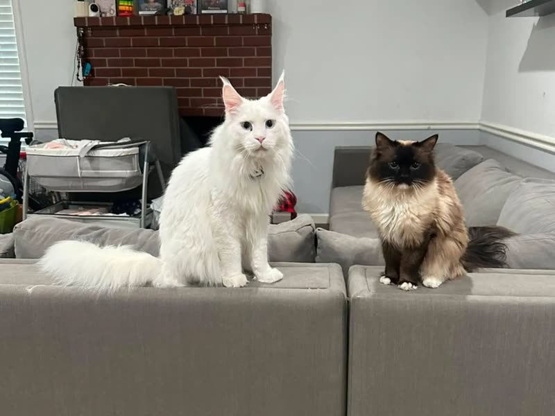 A white Maine Coon from Kats Kits sitting on the sofa in its new home beside a seal point cat