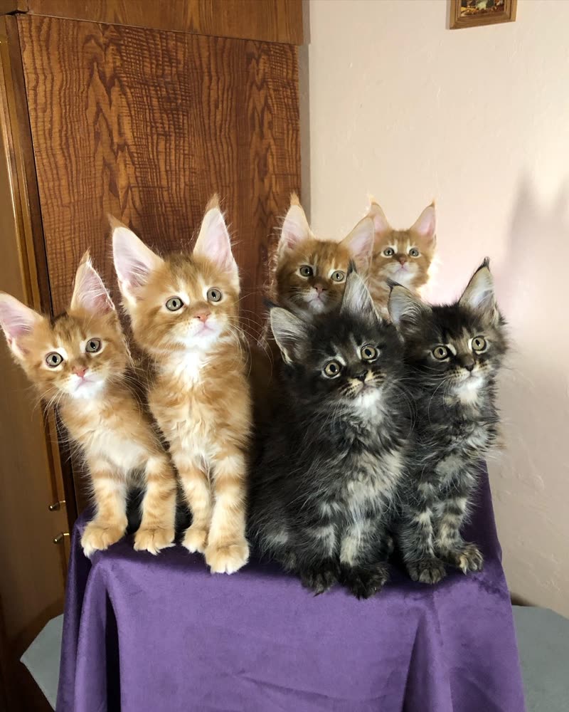 Six Maine Coon kittens from a Kats Kits litter, four red and two black tabby, sitting together on a purple cloth