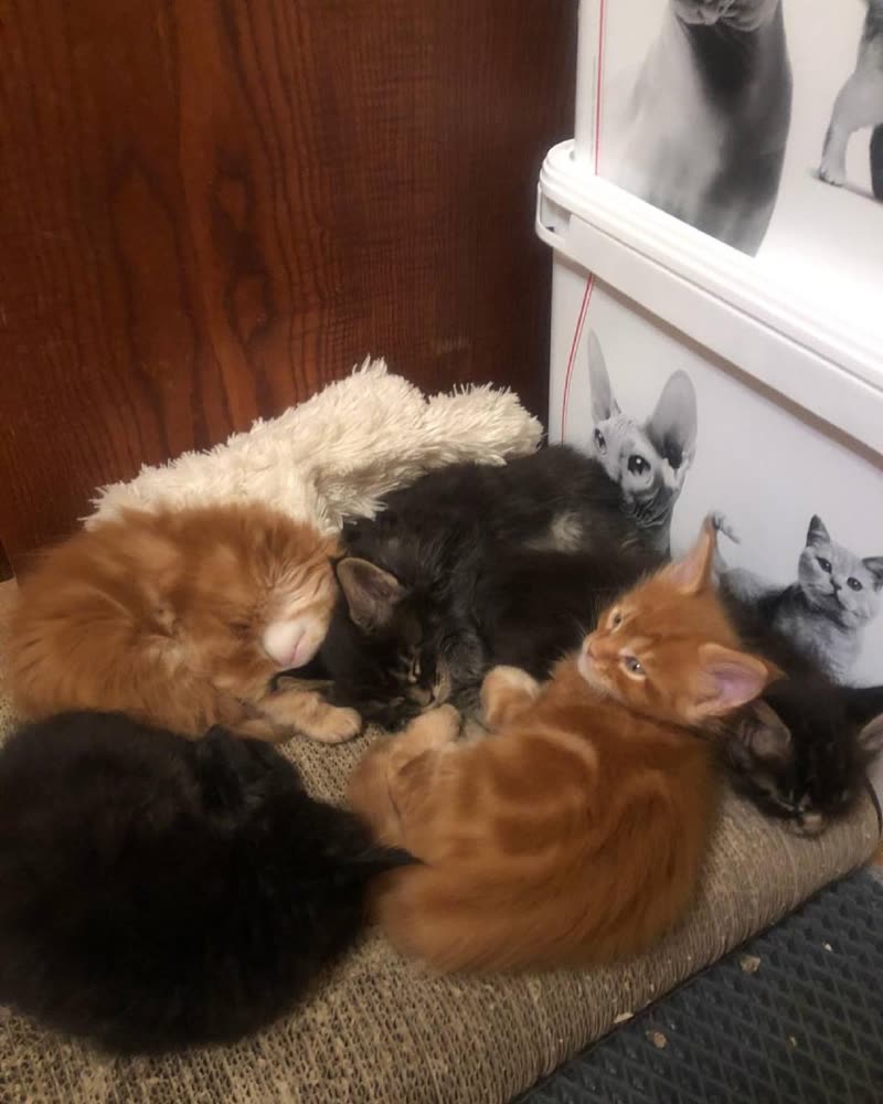 A litter of young red and black Maine Coon kittens asleep in their sleeping area