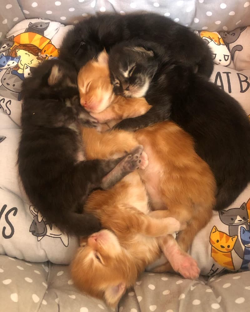 Young red and black Maine Coon kittens curled up asleep together in a cat bed