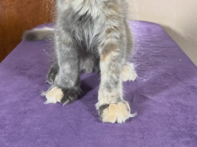 The broad front paws of a polydactyl blue cream Maine Coon kitten from Kats Kits