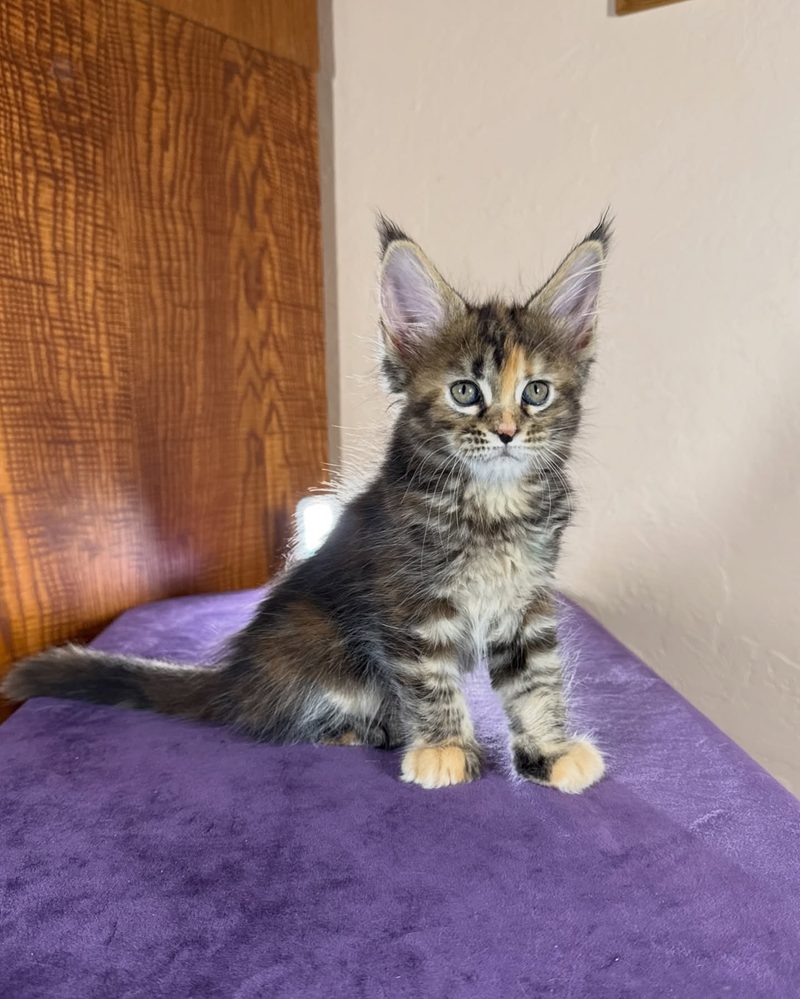Claire, a 10 week old brown classic torbie female Maine Coon kitten from Kats Kits