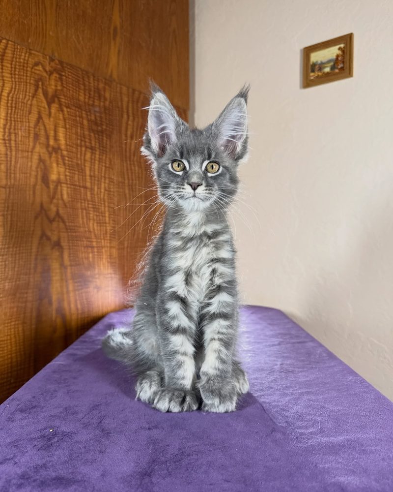 Dean, a 10 week old blue classic tabby male Maine Coon kitten from Kats Kits