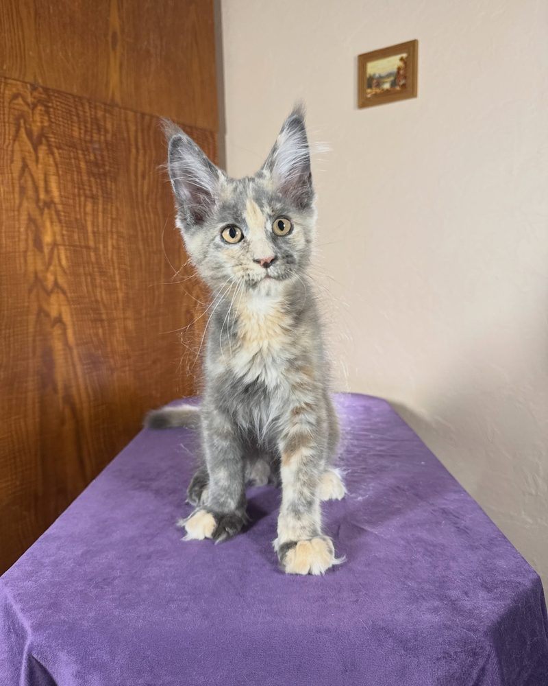 Jean, a 10 week old blue cream tortie polydactyl female Maine Coon kitten from Kats Kits