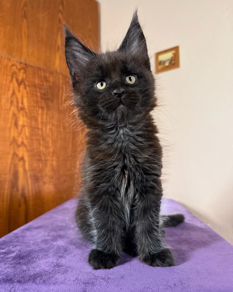 A black Maine Coon kitten from Kats Kits