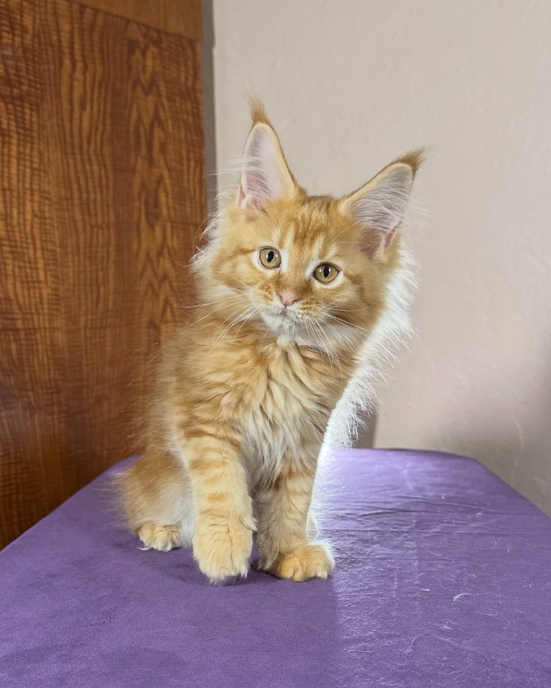 Roy, a 10 week old red classic tabby male Maine Coon kitten from Kats Kits